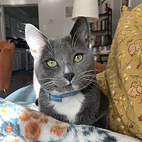 adopt a pet