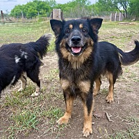 adopt-pet