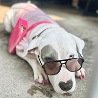 adopt a pet