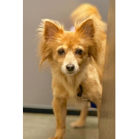 adopt-pet