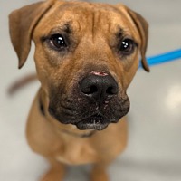 adopt a pet