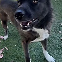 adopt a pet