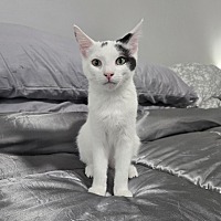adopt-pet