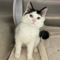 adopt-pet