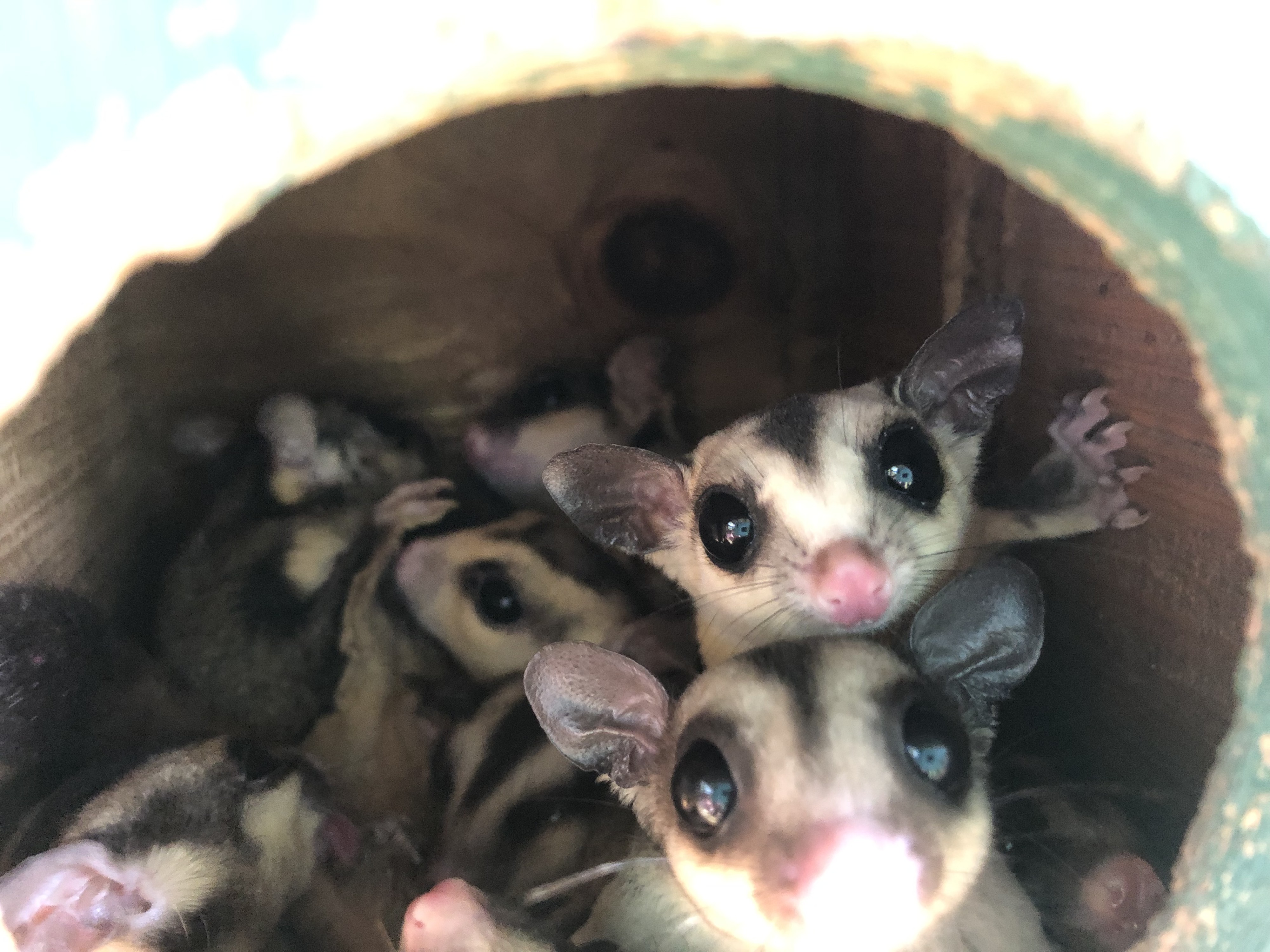 How To Take Care Of A Sugar Glider