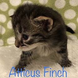 Thumbnail photo of Atticus Finch #1