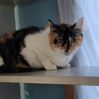 Photo of Goose - AVAILABLE