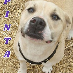 Thumbnail photo of Pinta #1