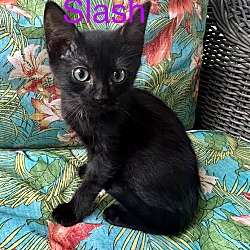 Photo of Slash