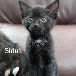 Thumbnail photo of Sirius #1