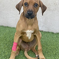 adopt a pet
