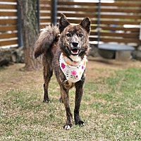 adopt-pet