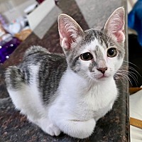 adopt-pet