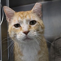 BUBBLE BOY - Domestic Shorthair available for adoption