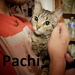 Photo of Patchi