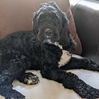 second chance cocker rescue