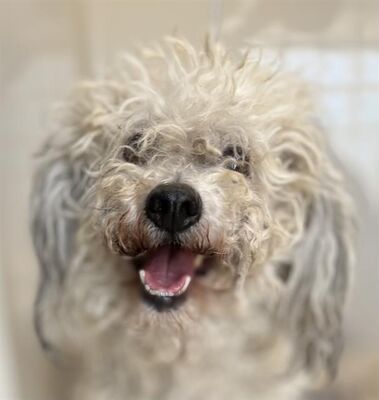 Las Vegas, NV - Poodle (Miniature). Meet PELUCHE a Pet for Adoption