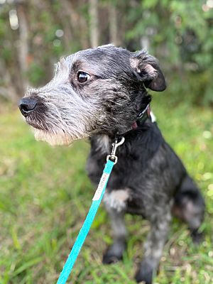 New York, NY - Schnauzer (Miniature)/Terrier (Unknown Type, Medium ...