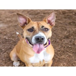 Photo of COCOA BEAN