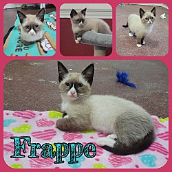 Photo of Frappe