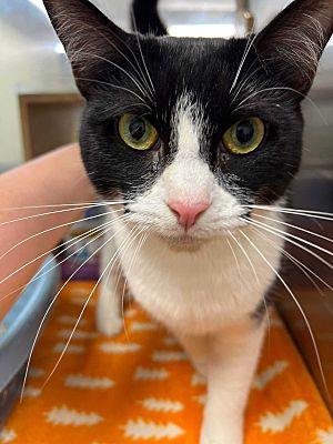 Virginia Beach, VA - Domestic Shorthair. Meet Spidey A Pet For Adoption ...