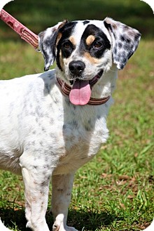 catahoula jack russell mix