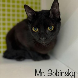 Photo of Mr. Bobinsky