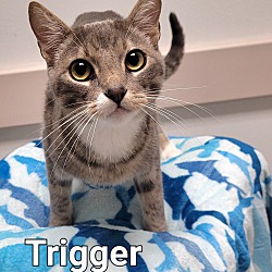 Photo of Trigger