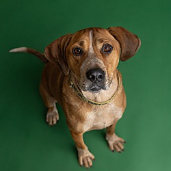 Photo of Red (Foster-to-Adopt)