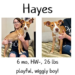 Thumbnail photo of Hayes #1