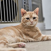 adopt-pet