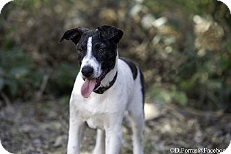 Seattle Wa Bull Terrier Meet Pinto A Pet For Adoption