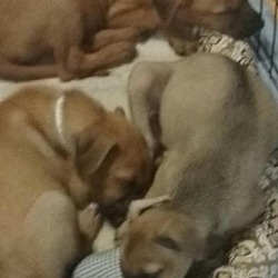 Photo of farrells pups