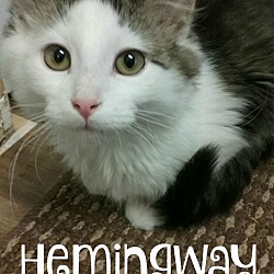 Thumbnail photo of Hemingway "Hemi" #1