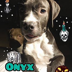 Thumbnail photo of Onyx #1
