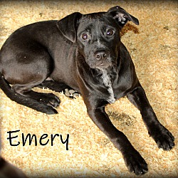 Thumbnail photo of Emery ~ meet me! #1