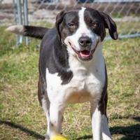 Colleton County Animal Shelter in Walterboro, South Carolina