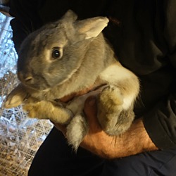 Thumbnail photo of Flopsy Mopsy Peter Cottontail #3