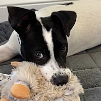 adopt a pet
