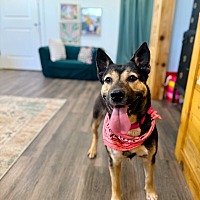 adopt a pet