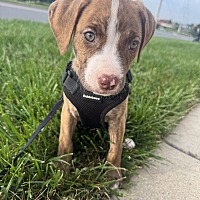 adopt a pet
