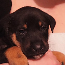 Thumbnail photo of Reece-Adopted! #4
