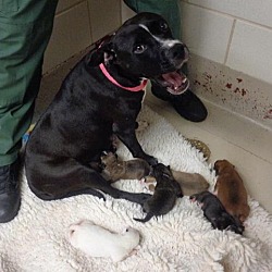 Thumbnail photo of BLAINE*~adoption pending #3
