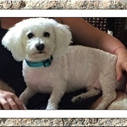 Thumbnail photo of Adopted!!Toby - SC #2