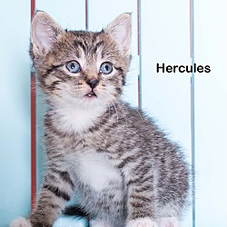 Thumbnail photo of Hercules #3