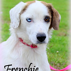 Thumbnail photo of Frenchie~meet me! #1