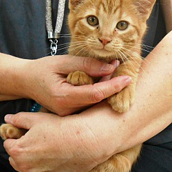 Photo of Kitten 4
