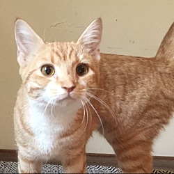 Adopted Pets At Alley Cat Allies Nj In Atlantic City New Jersey