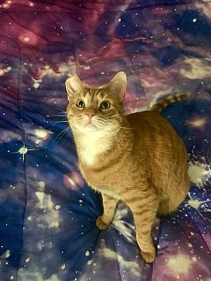 Norristown Pa Domestic Mediumhair Meet El Gato A Pet For Adoption