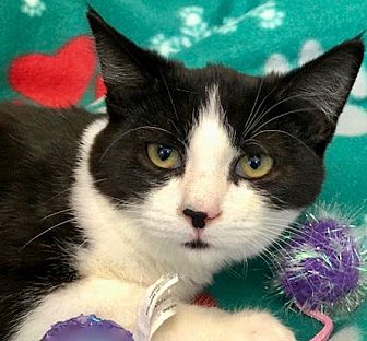 petsmart milk thistle